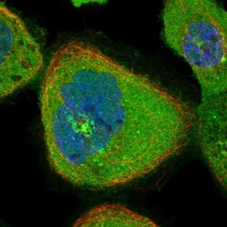 LHX9 Antibody, Novus Biologicals:Antibodies:Primary Antibodies
